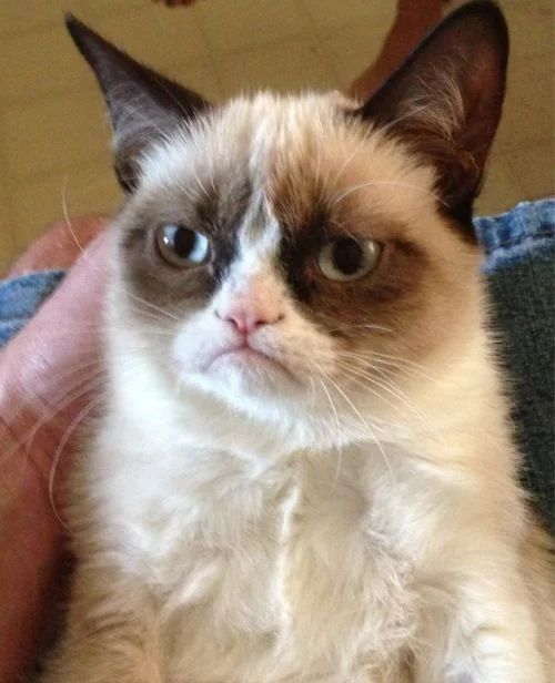Nope. Not Impressed. — Grumpy Cat